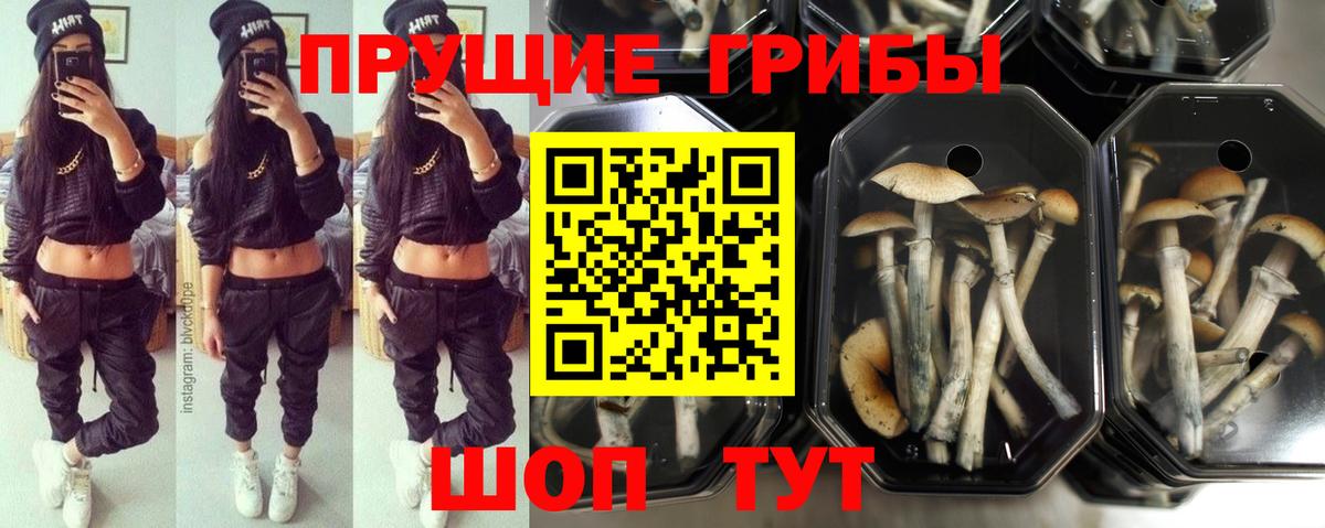 наркошоп  Вход с VPN  Санкт-Петербург  Галлюциногенные грибы Psilocybine cubensis 